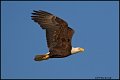 _0SB0591 american bald eagle